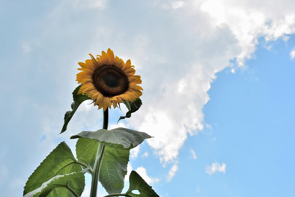 七十二候｜第三十六候「大雨時行」のブログ記事へ
