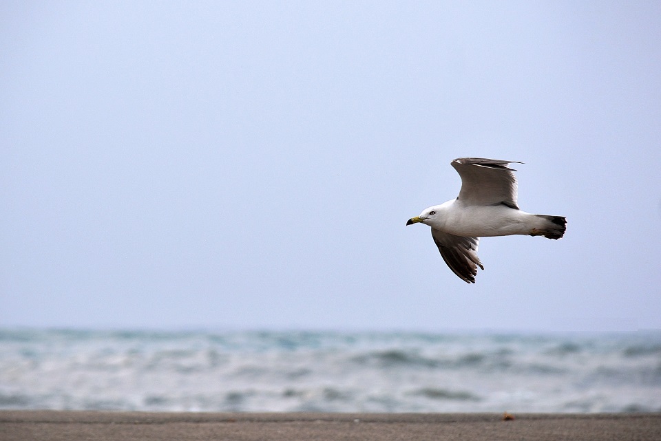 七十二候｜第三十七候「涼風至」のブログ記事へ