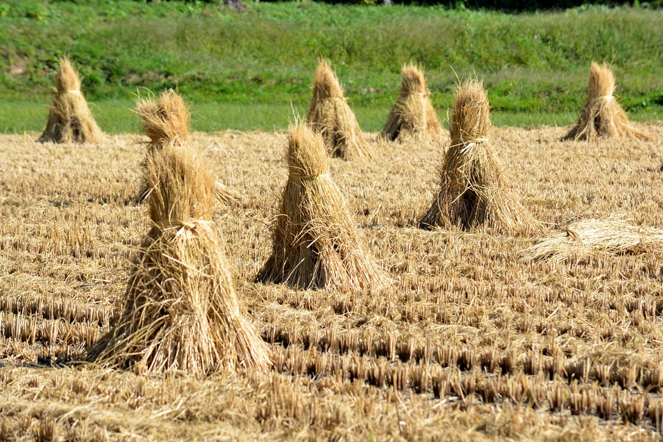七十二候｜第四十八候「水始涸」のブログ記事へ
