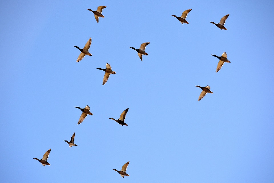 七十二候｜第四十九候「鴻雁来」のブログ記事へ