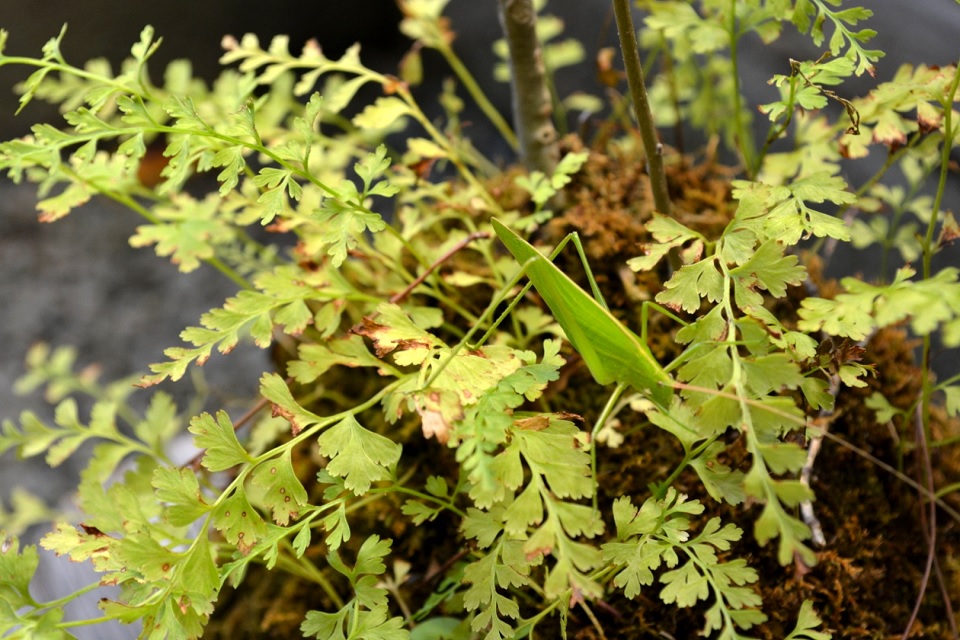 七十二候｜第五十一候「蟋蟀在戸」のブログ記事へ