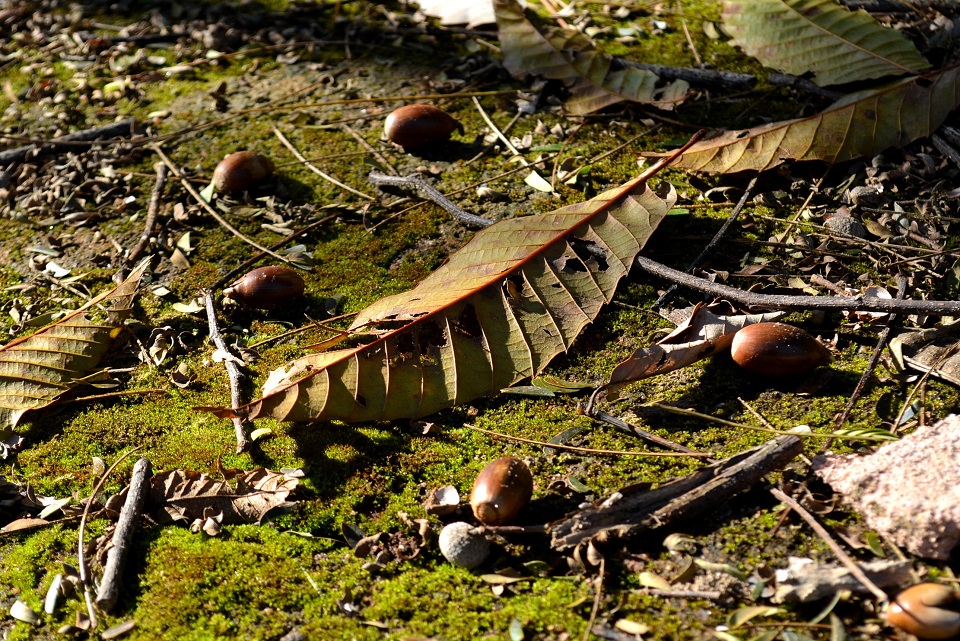 七十二候｜第五十九候「朔風払葉」のブログ記事へ