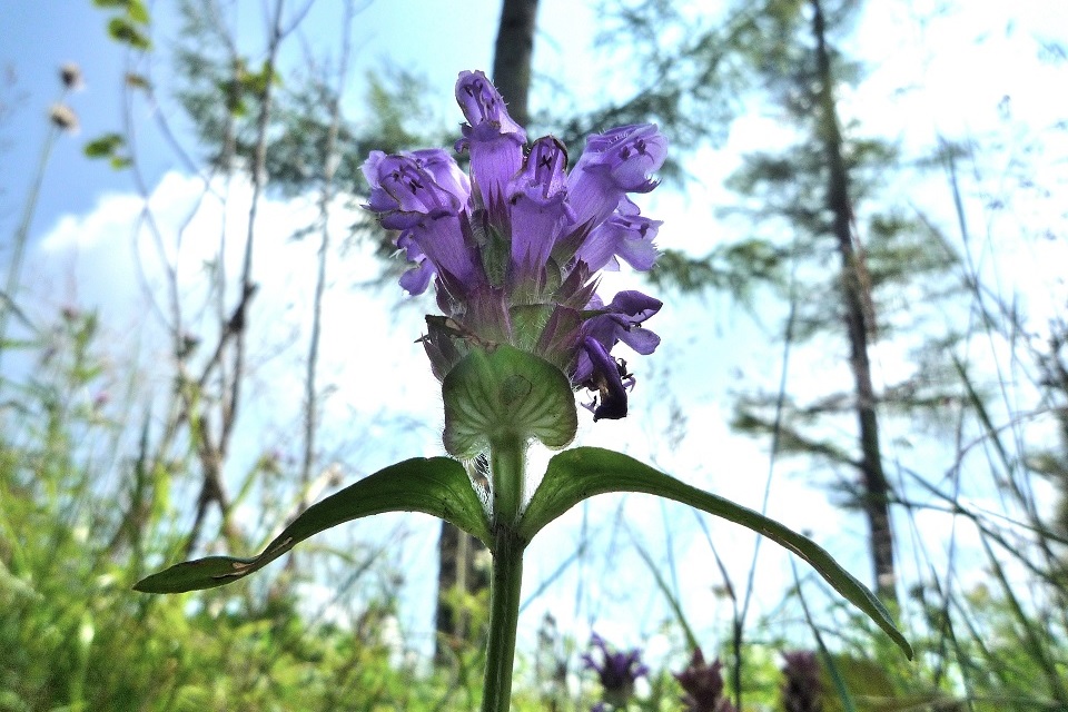 七十二候｜第六十四候「乃東生」のブログ記事へ