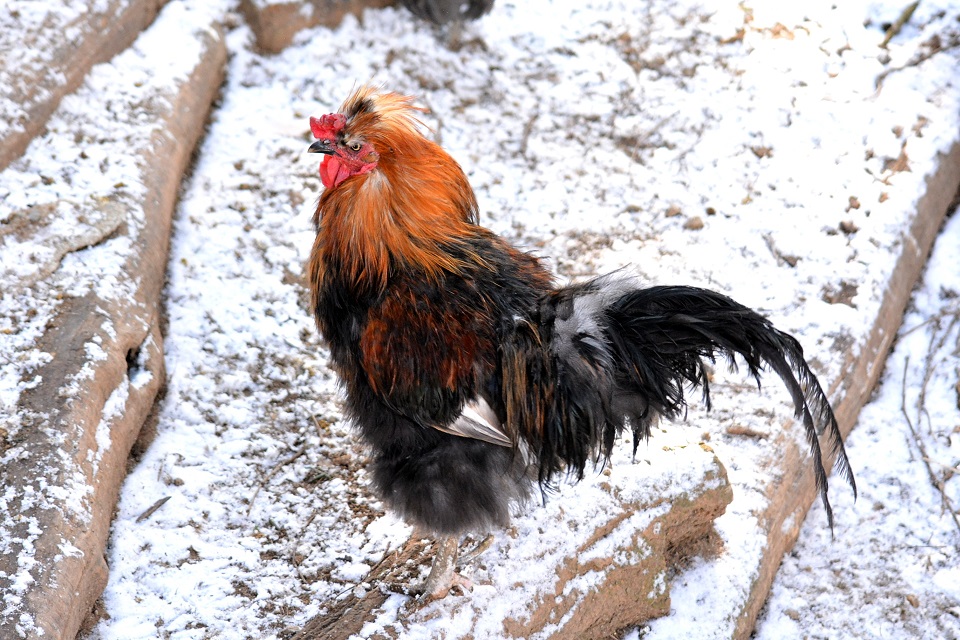 七十二候｜第七十二候「鶏始乳」のブログ記事へ